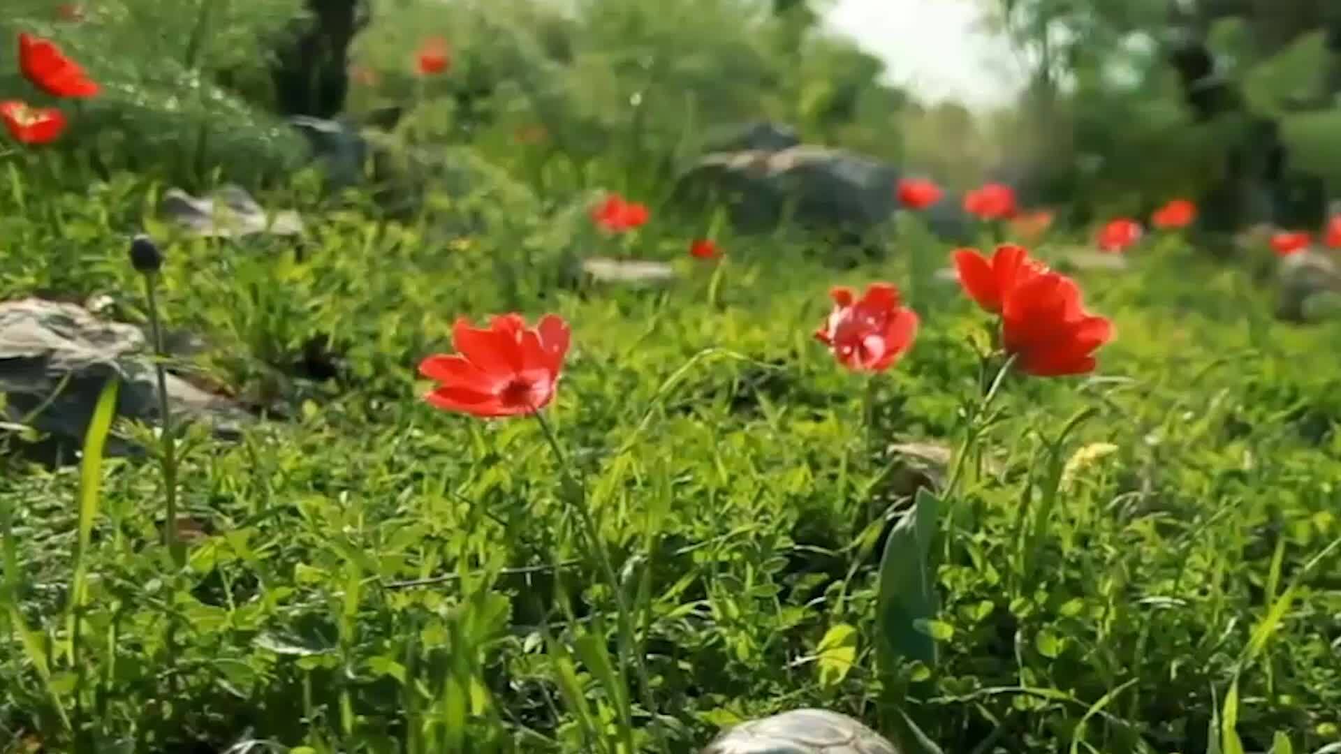 向飞飞飞《反客为主》mv饭制版