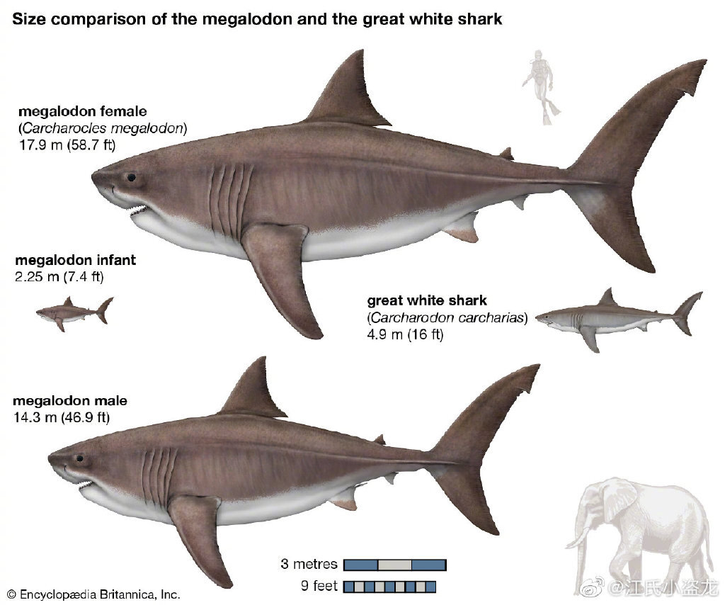 图注:巨齿鲨最新的体型推测,图片来自网络
