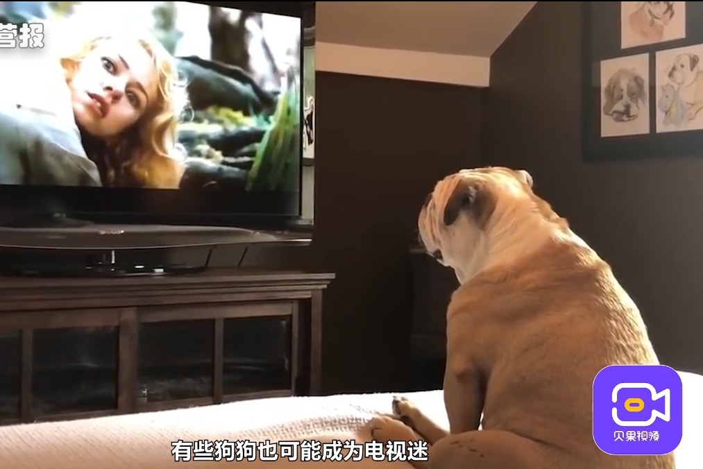 狗狗不仅看电视,还有专属的dog tv!和普通电视频道有啥区别?