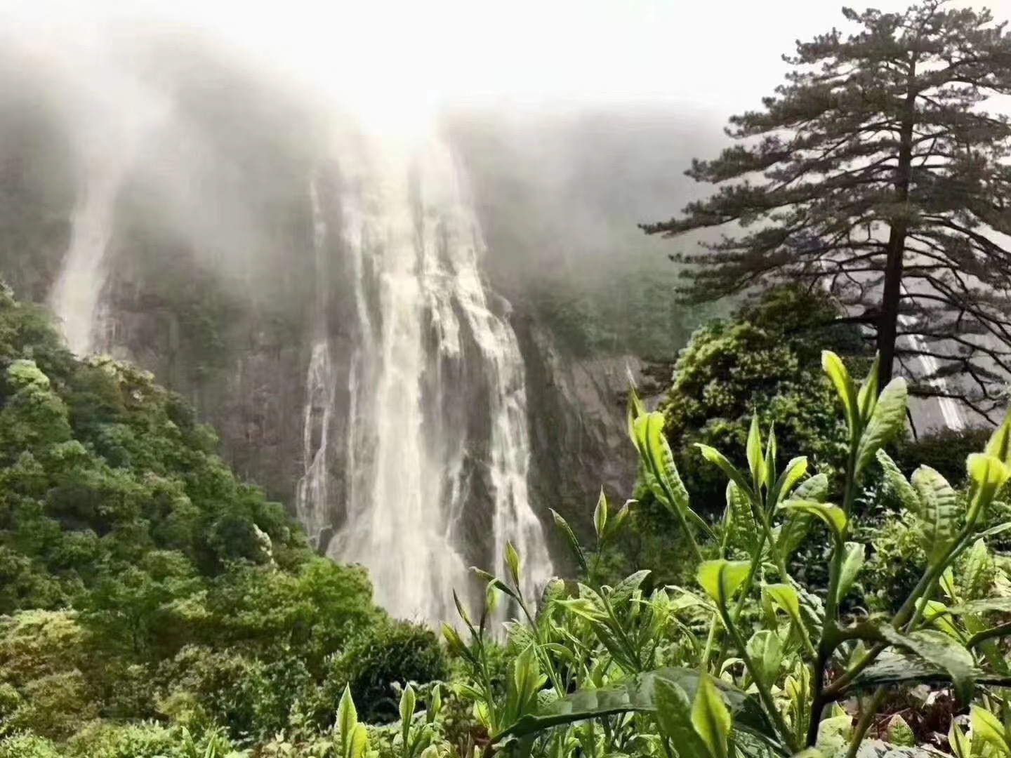 婺源绿茶大鄣山顶云雾茶天本石高山茶鄣山村云雾茶