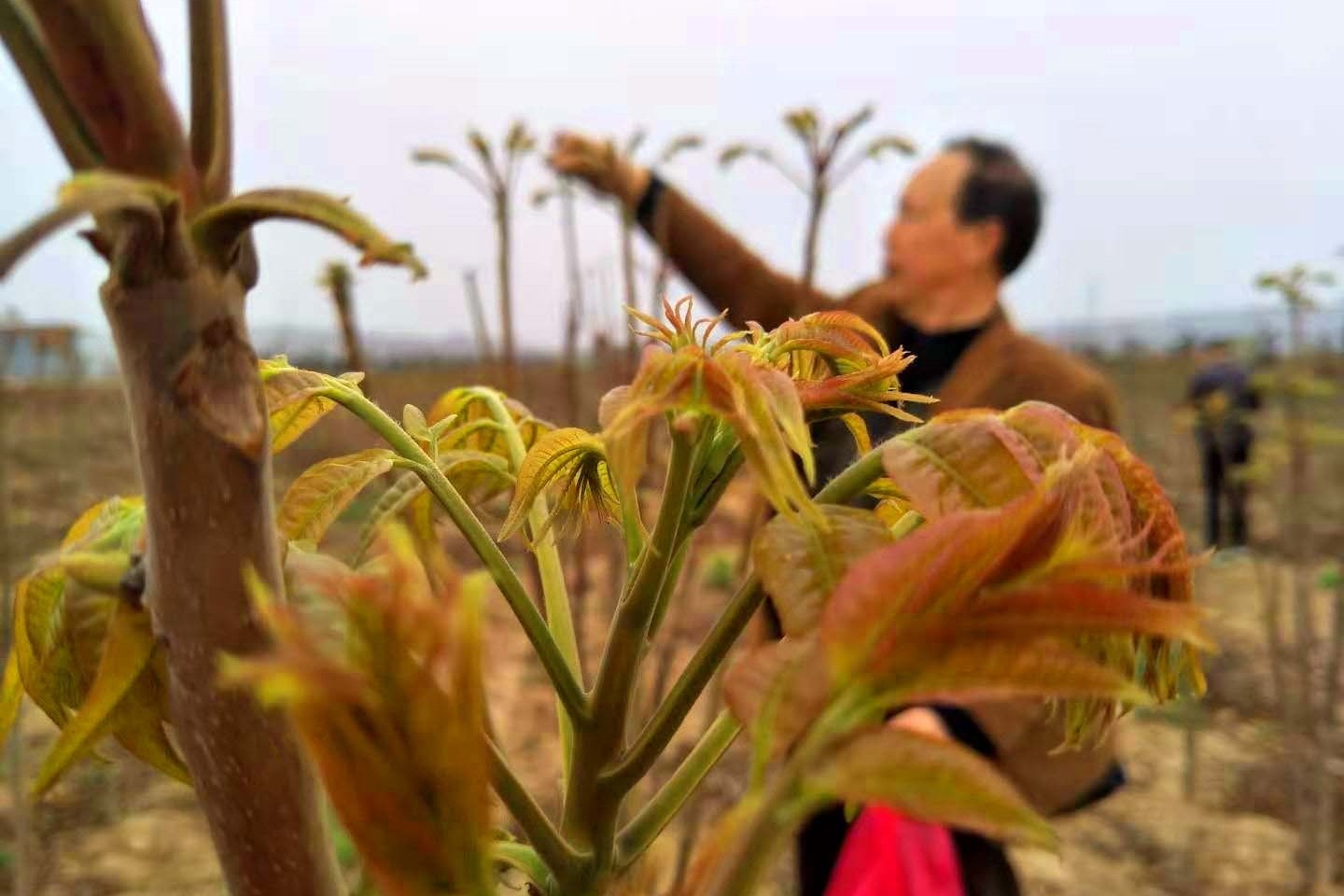 焦作市亮马村茁成农庄香椿嫩芽冒树梢春游采摘活动即将开启