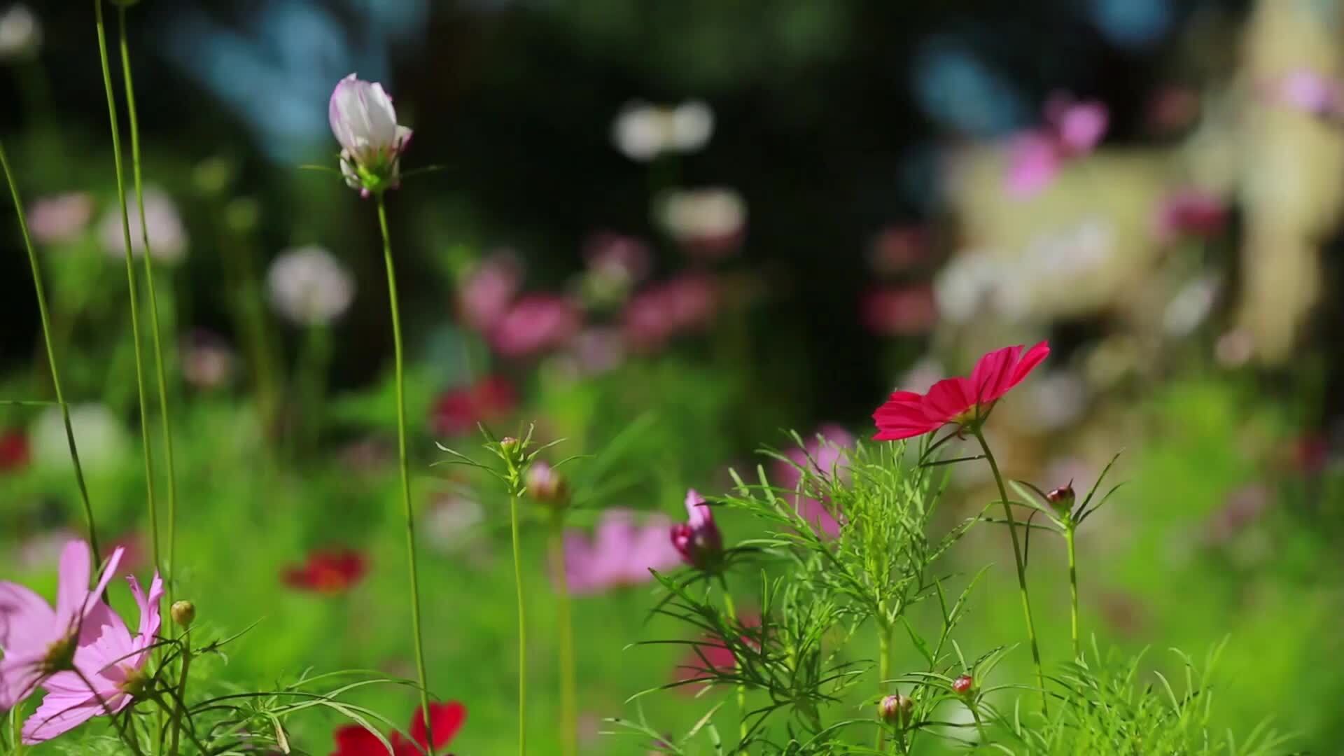 567少女团 陈姝霖 董芷萱 杨砺涵《不要怕》mv饭制版