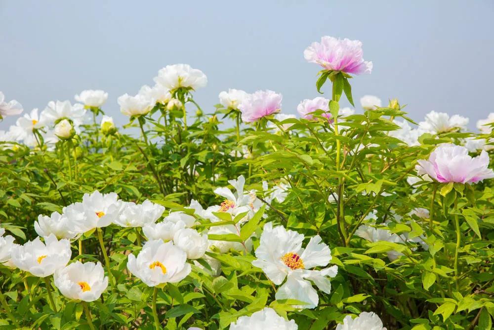 花讯丨亳州这些地方的牡丹花开了