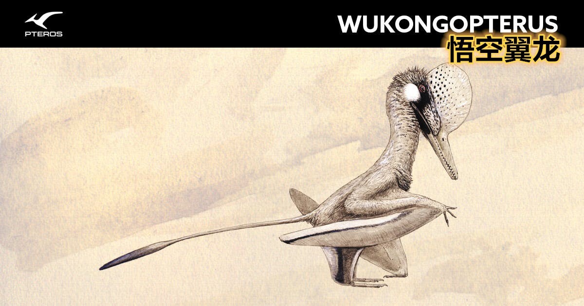 opterus,悟空翼龙(wukongopterus)和尖头翼龙属(cuspicephalus)