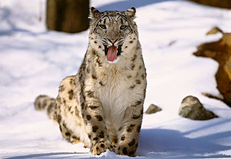 雪豹-奔跑在高海拔的雪山精灵