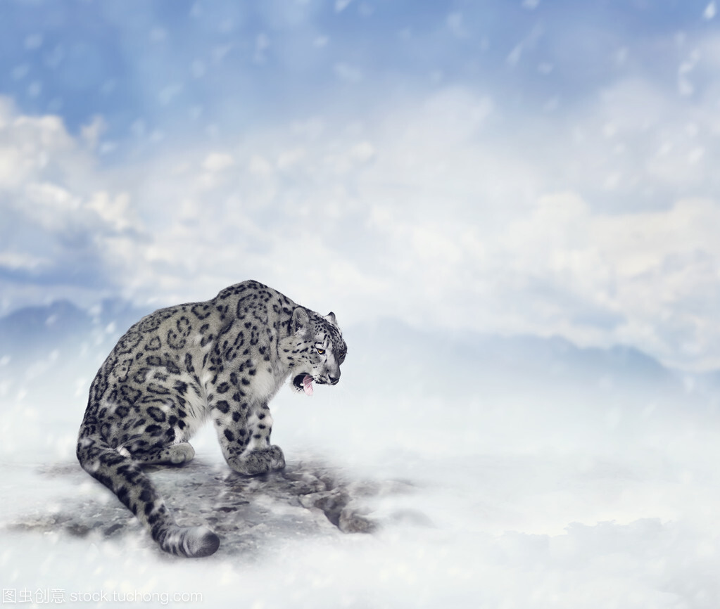 雪豹-奔跑在高海拔的雪山精灵