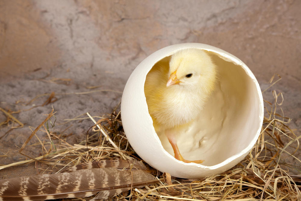 奇葩论文:熟鸡蛋能孵出小鸡?别为了捞钱,脸都不要了!