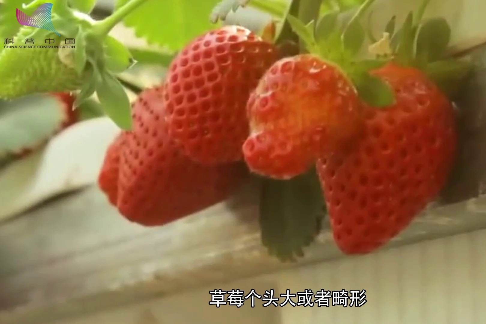 草莓畸形彭大会致癌?_凤凰网视频_凤凰网