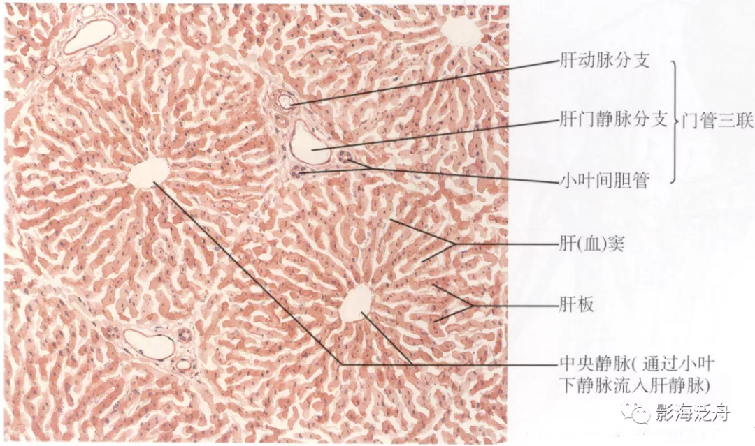 顺便再复习一下肝小叶解剖