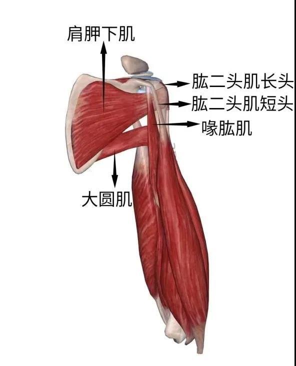 与肩周炎(粘连性肩关节囊炎)最明显的区别,也是最直观的:肩关节磁共振