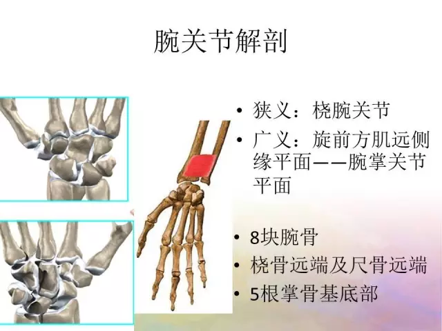 基础学习 腕关节解剖详解