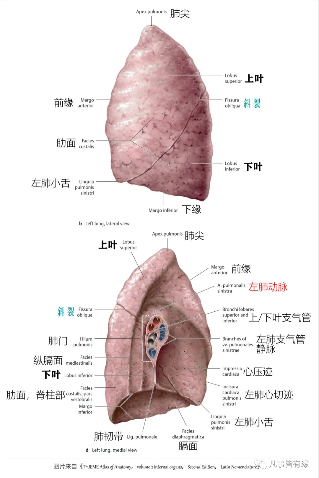 水平较短,从腋中线上的斜裂开始,水平向前延伸至肺前缘,将右肺分成