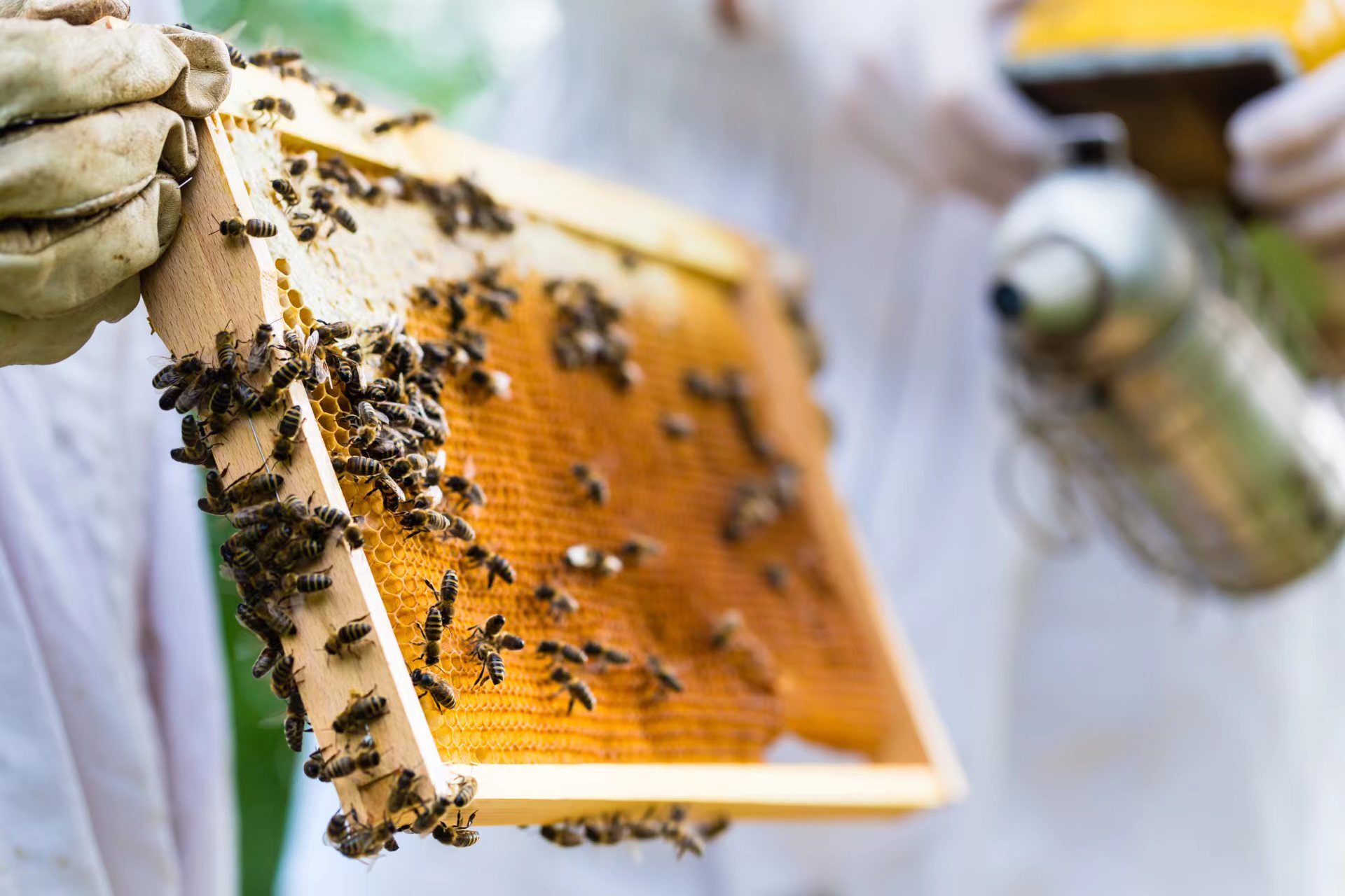 蜂场 – 杭州常青蜂业有限公司