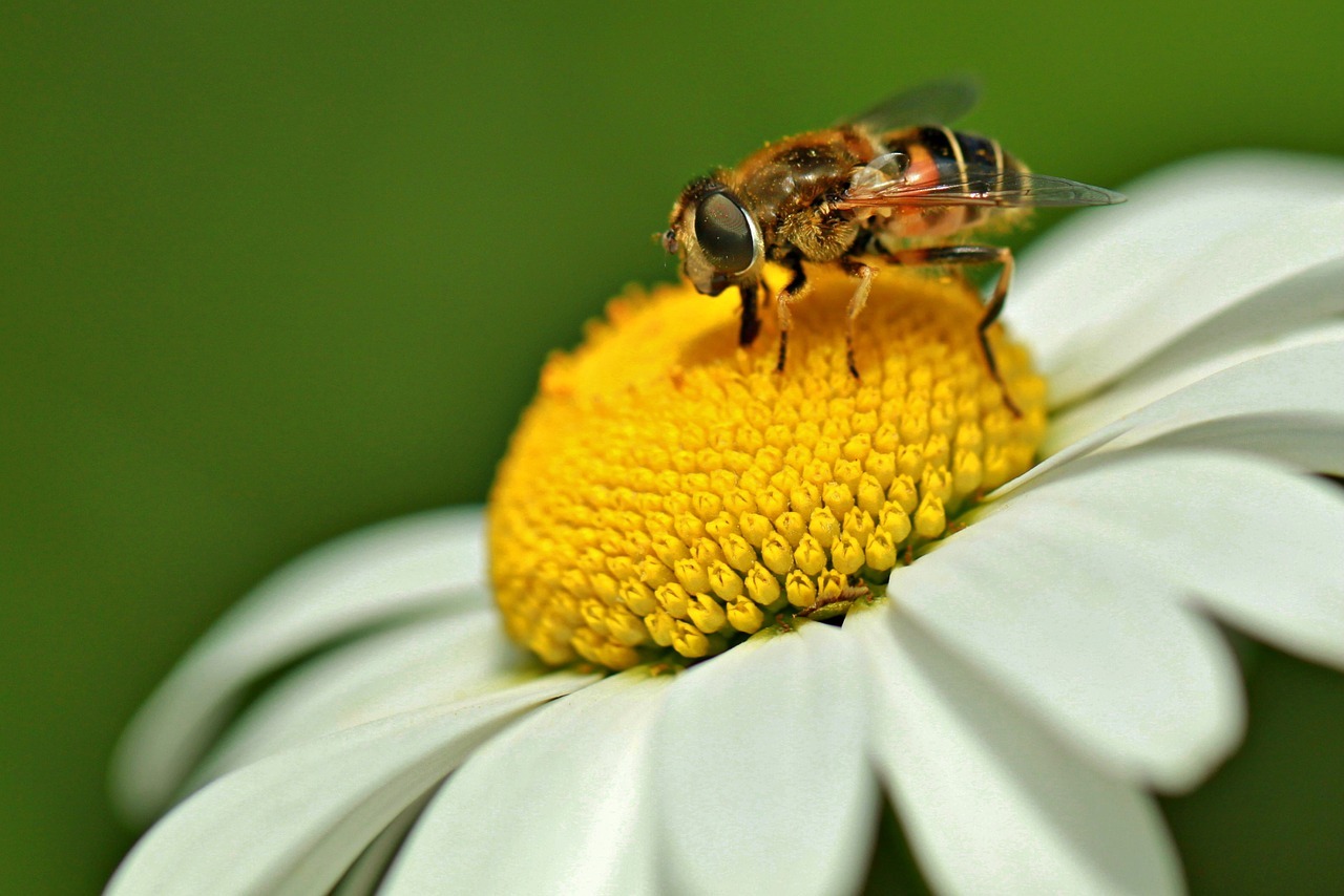 被蜜蜂蛰了怎么处理（被蜜蜂蛰了的四种处理方法） – 碳资讯