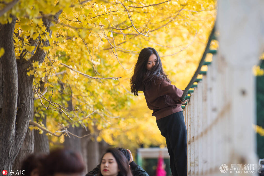 辽宁大学银杏叶变黄 成拍照胜地