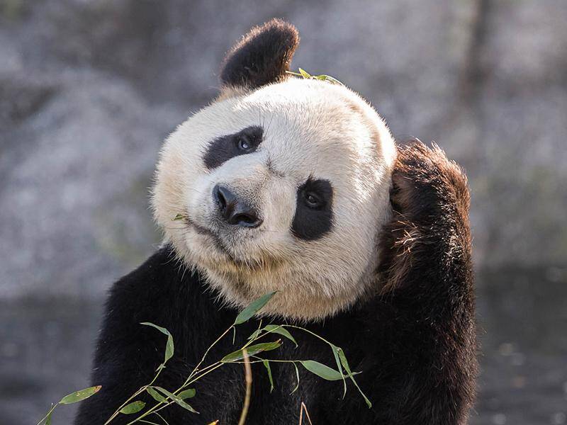 一组卖萌的大熊猫宝宝,心都萌化了!