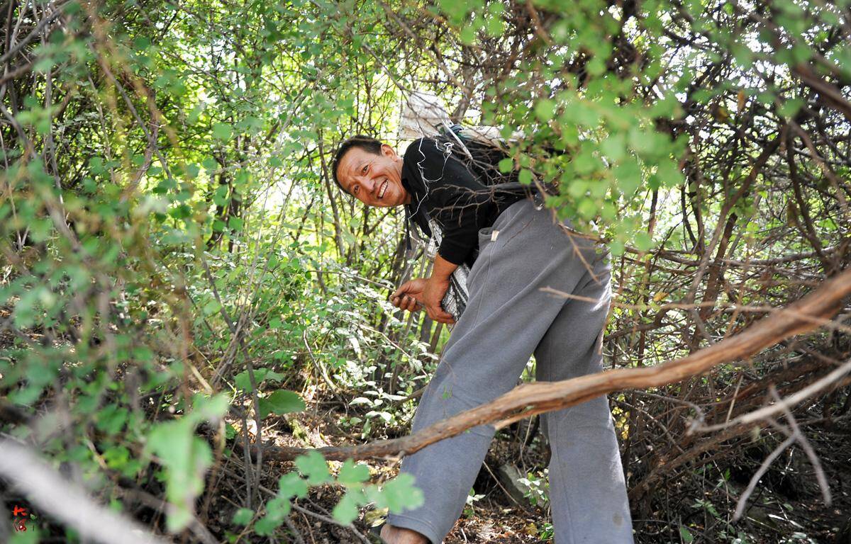 深山采药人攀石钻林日挣200元,感叹草药越来越少