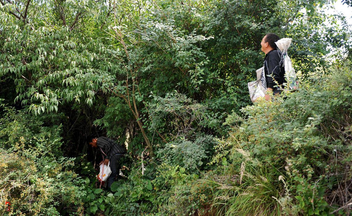 深山采药人攀石钻林日挣200元,感叹草药越来越少