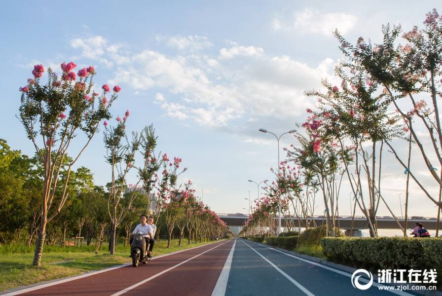 杭州"最美跑道"变身紫薇花大道