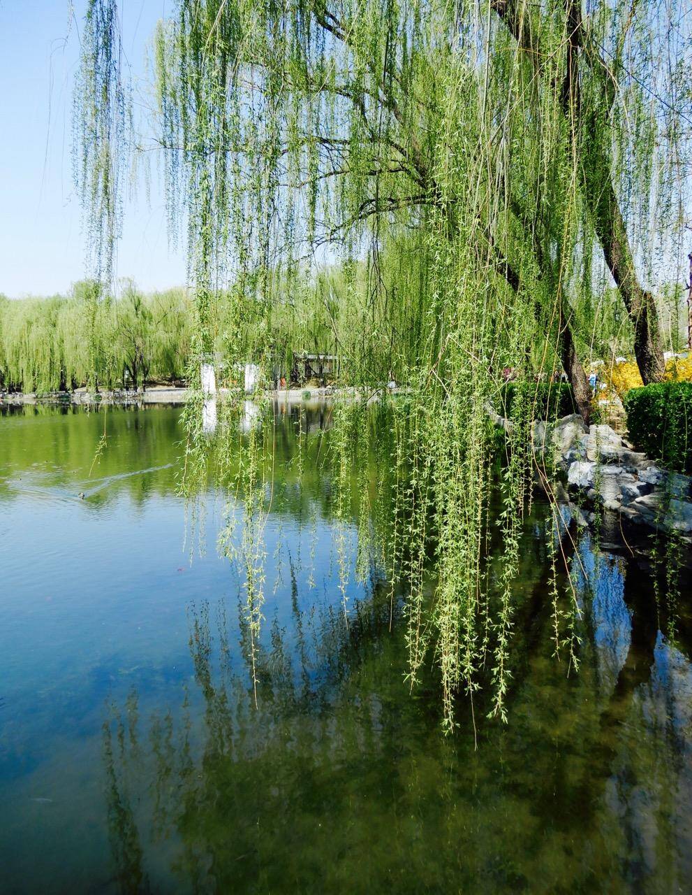 踏春| 春天里,重温朱自清的《春》