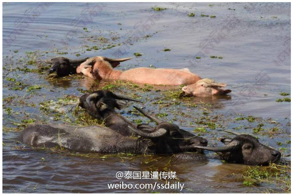 200多头水牛被这场水灾淹死