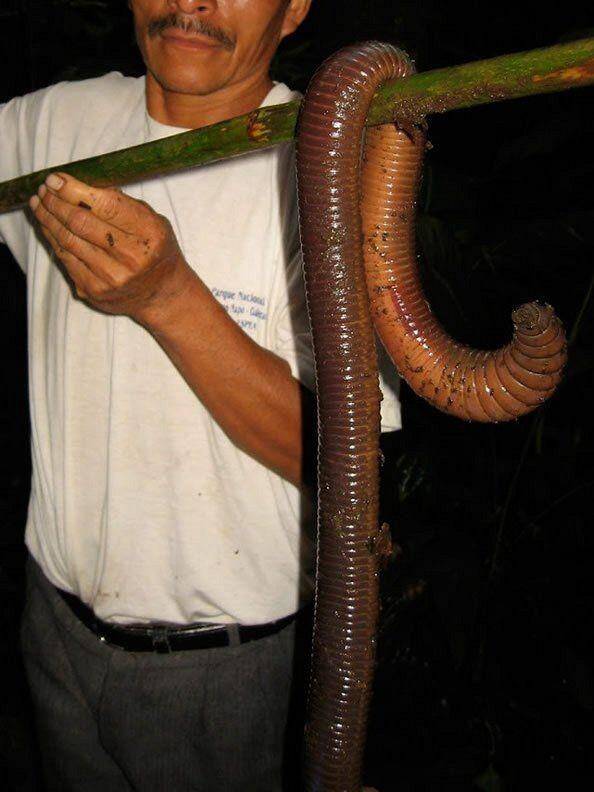 实拍:世界上最大的巨型蚯蚓,体长3米如同一条蛇