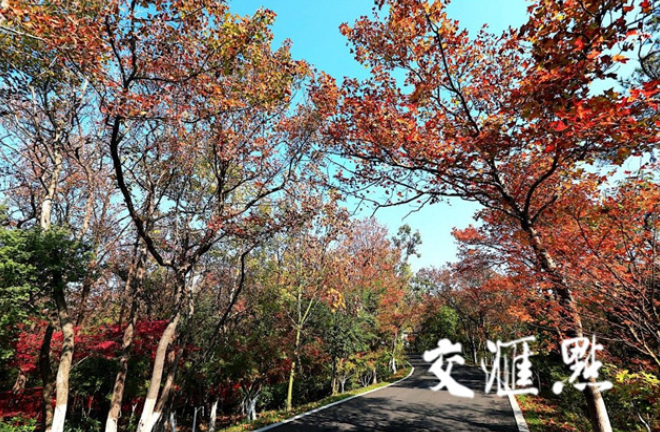 栖霞山红叶树种相继“走红” 赏枫迎佳期（组图）手机凤凰网 