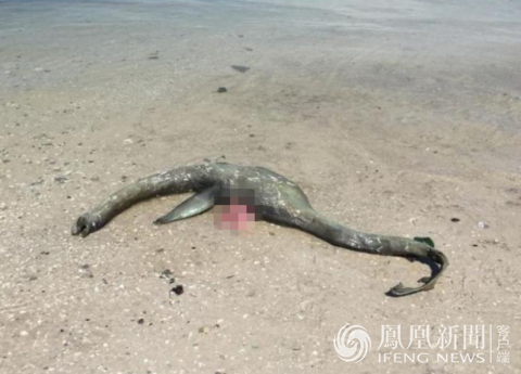 美国海滩现神秘生物外形酷似尼斯湖水怪