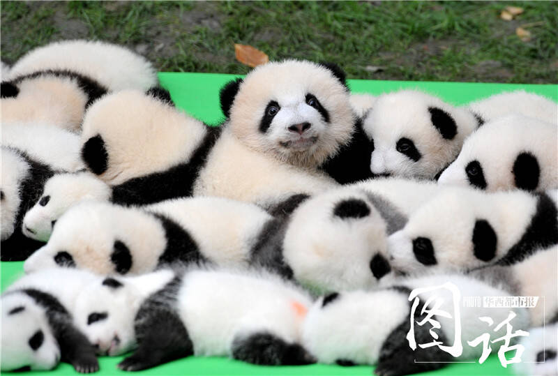 23只大熊猫幼崽排排坐,萌化了.