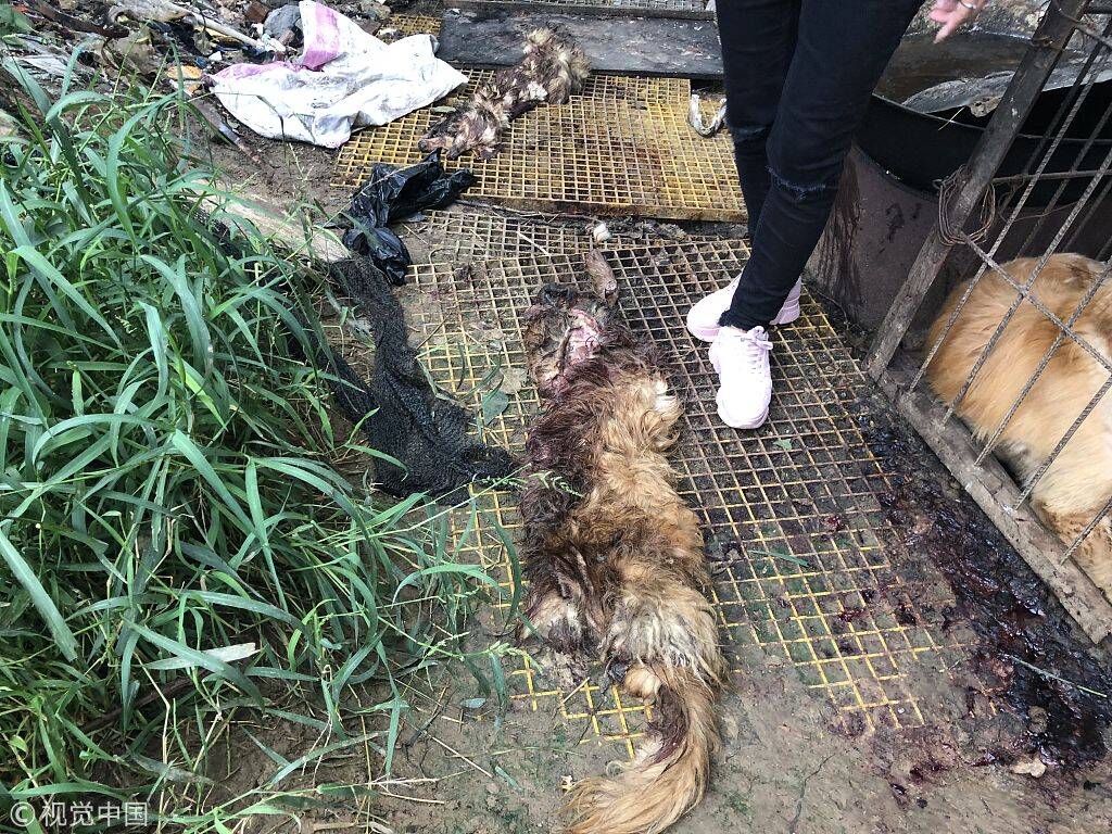 这位市民悄悄跟踪,发现巷子里有一个狗狗屠宰场.