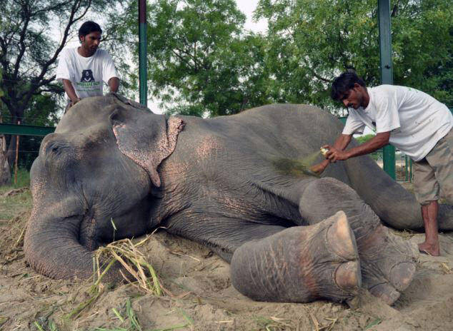 大象被虐待50年获救后感动流泪