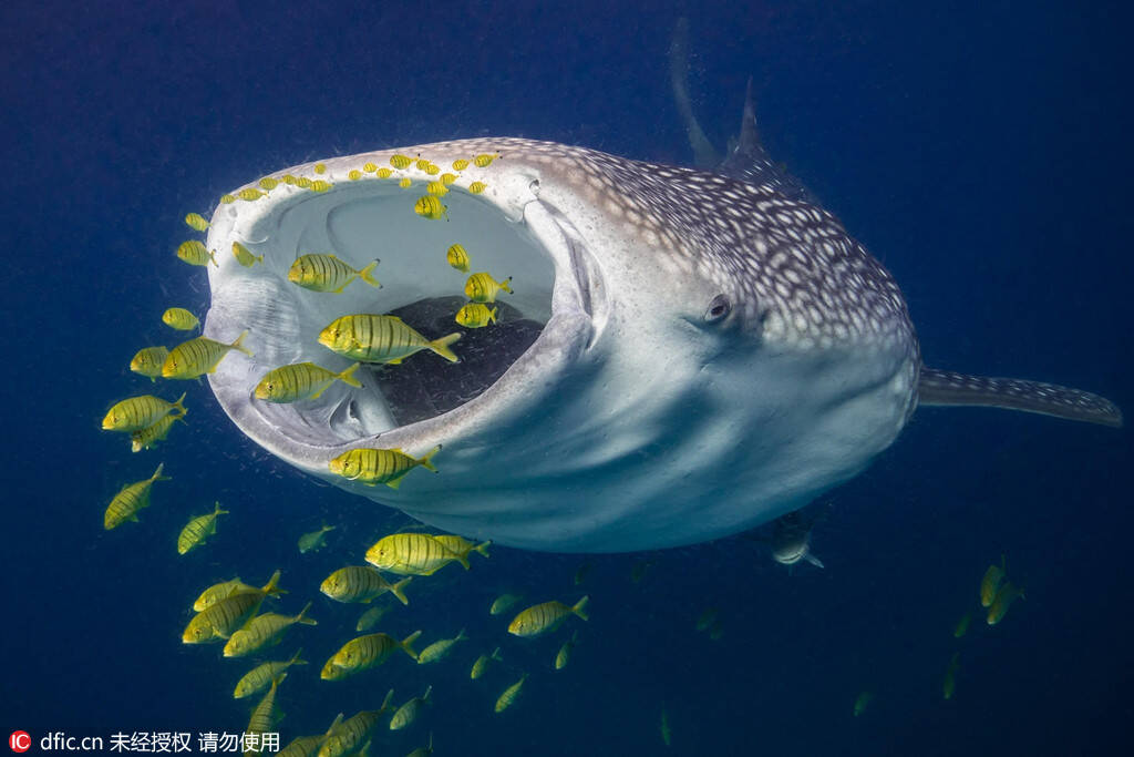 画面中这条鲸鲨张大嘴巴让小鱼无路可逃,纷纷成了这条海洋猎手的口