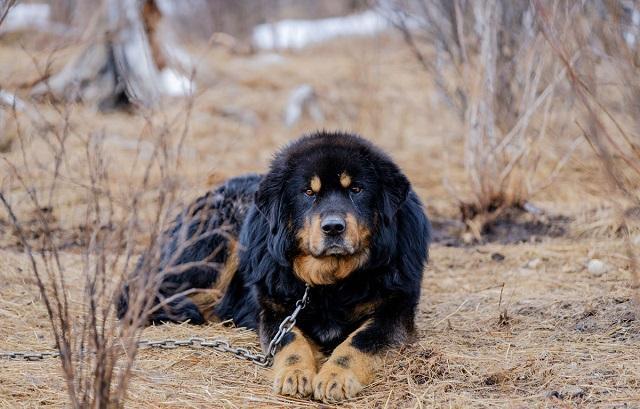 藏獒的排名_中国藏獒十大獒王排名(3)