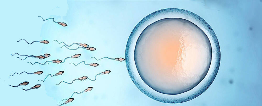 研究人员揭开神秘受精过程：精子用“鱼叉”捕获卵子