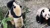 大熊猫“打架”游客着急不已 饲养员用苹果劝开