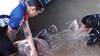 越南渔民捕获250斤巨型鲤鱼 卖出9万元人民币