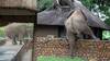 大象翻过近2米高墙偷芒果 “小心翼翼”艰难迈腿姿势酷似人类