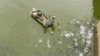 亚洲鲤鱼入侵美国 河流通电后成群跳出场面惊人
