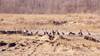 上千只灰鹤首次飞抵新疆且末栖息