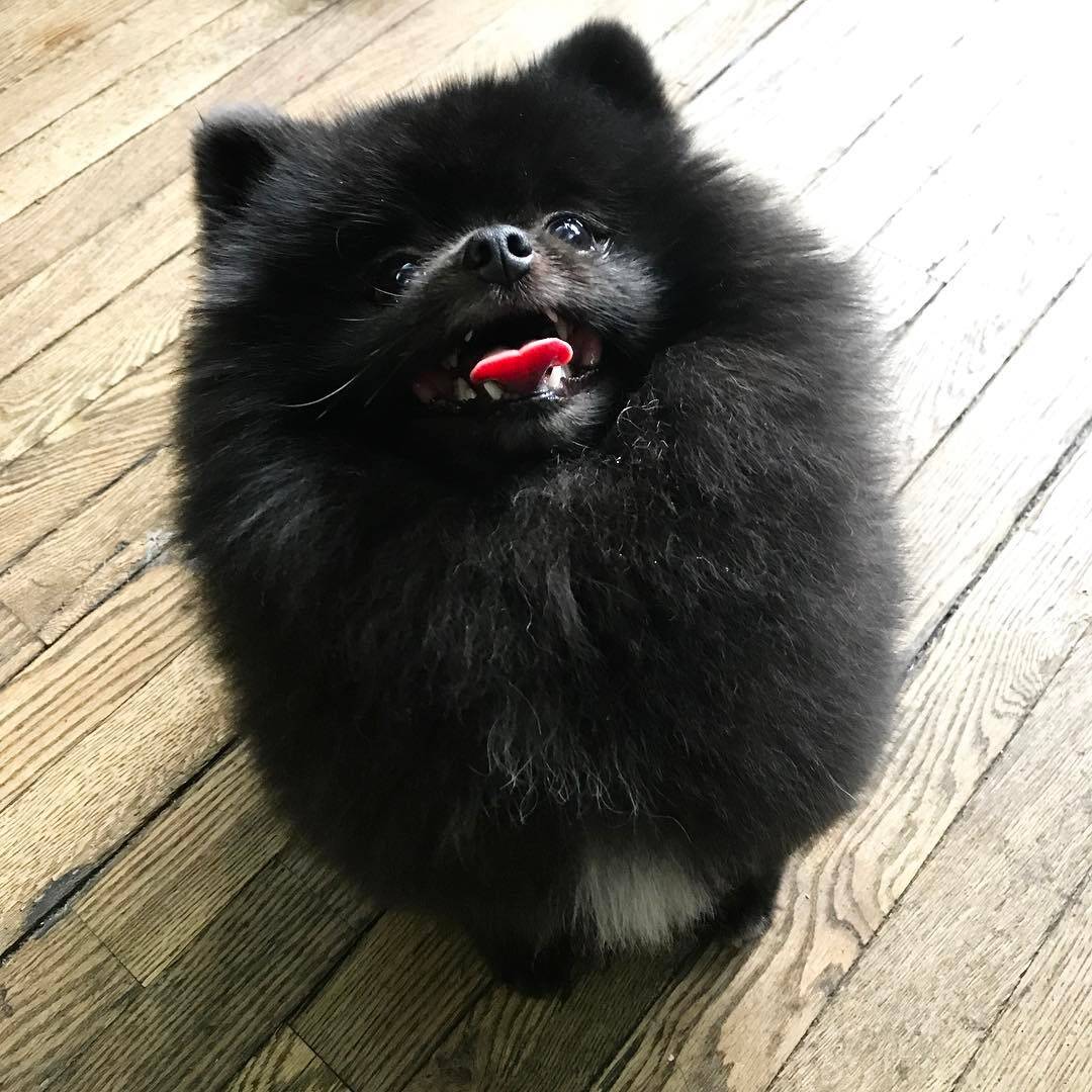 一只来自韩国名叫玉米的黑色小博美宠物狗狗超可爱