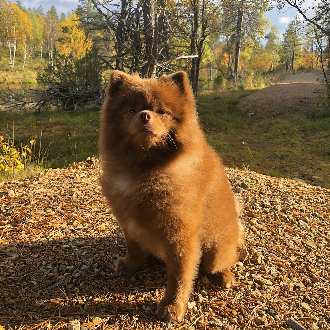 一只被人从救助力站收养来的棕色网红博美犬图集未完待续