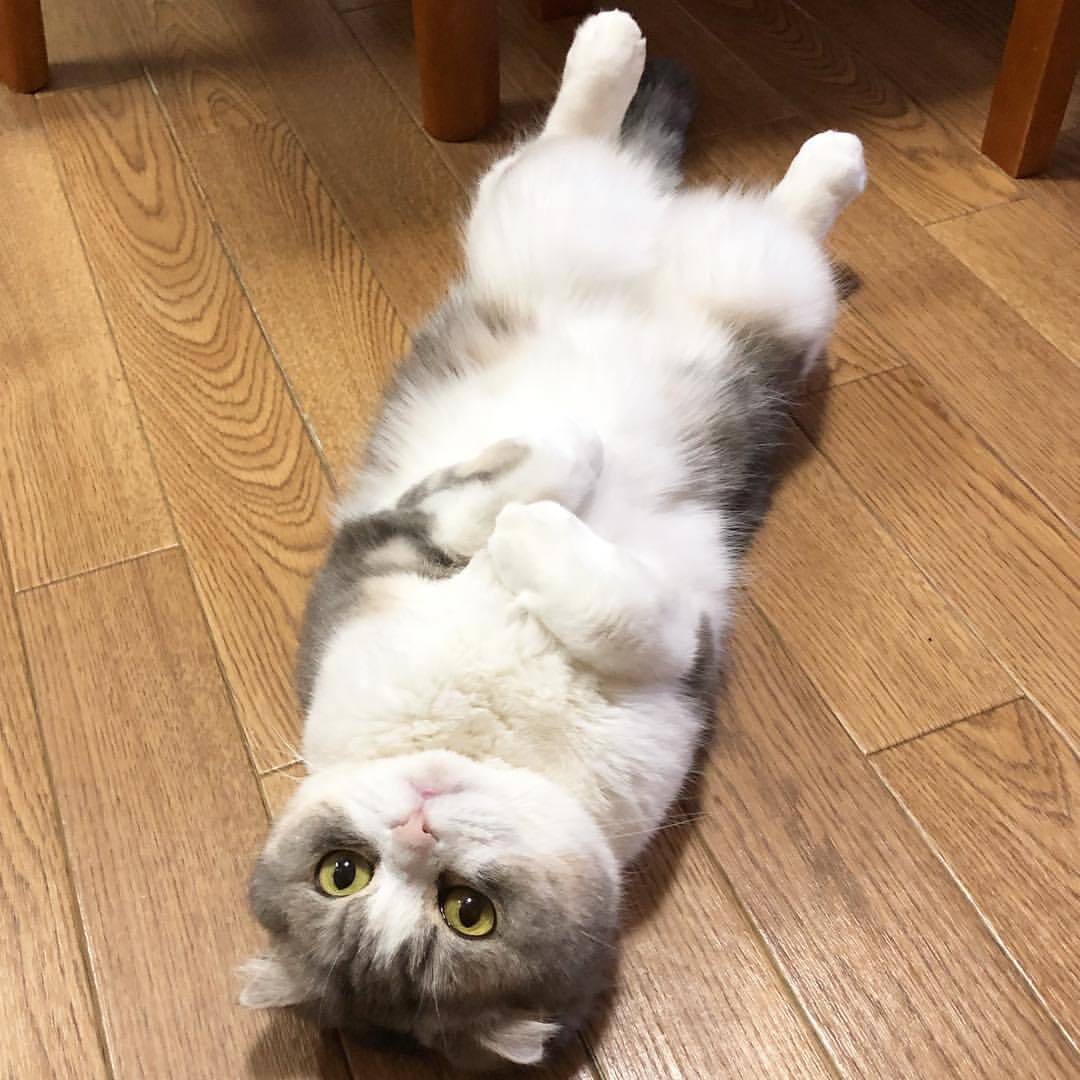 大脸猫为什么这么可爱