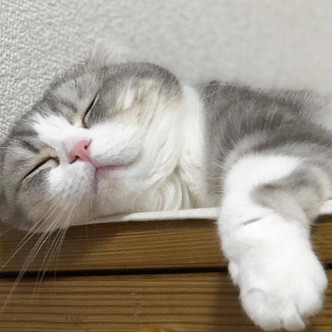 睡觉的猫咪才是最乖巧可爱的时候