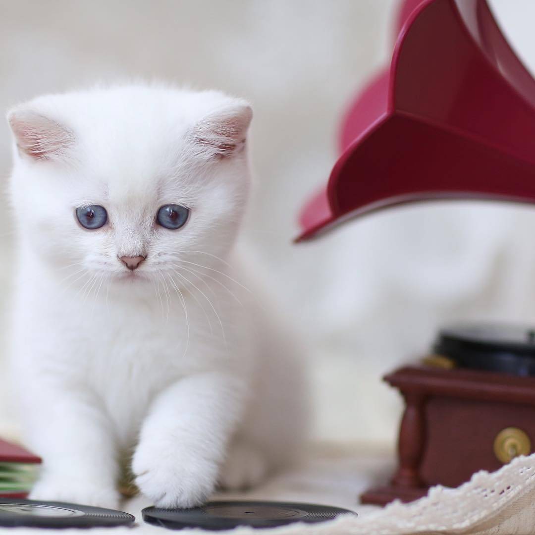 宠物宅家被迫营业 猛男杀手小奶猫上线