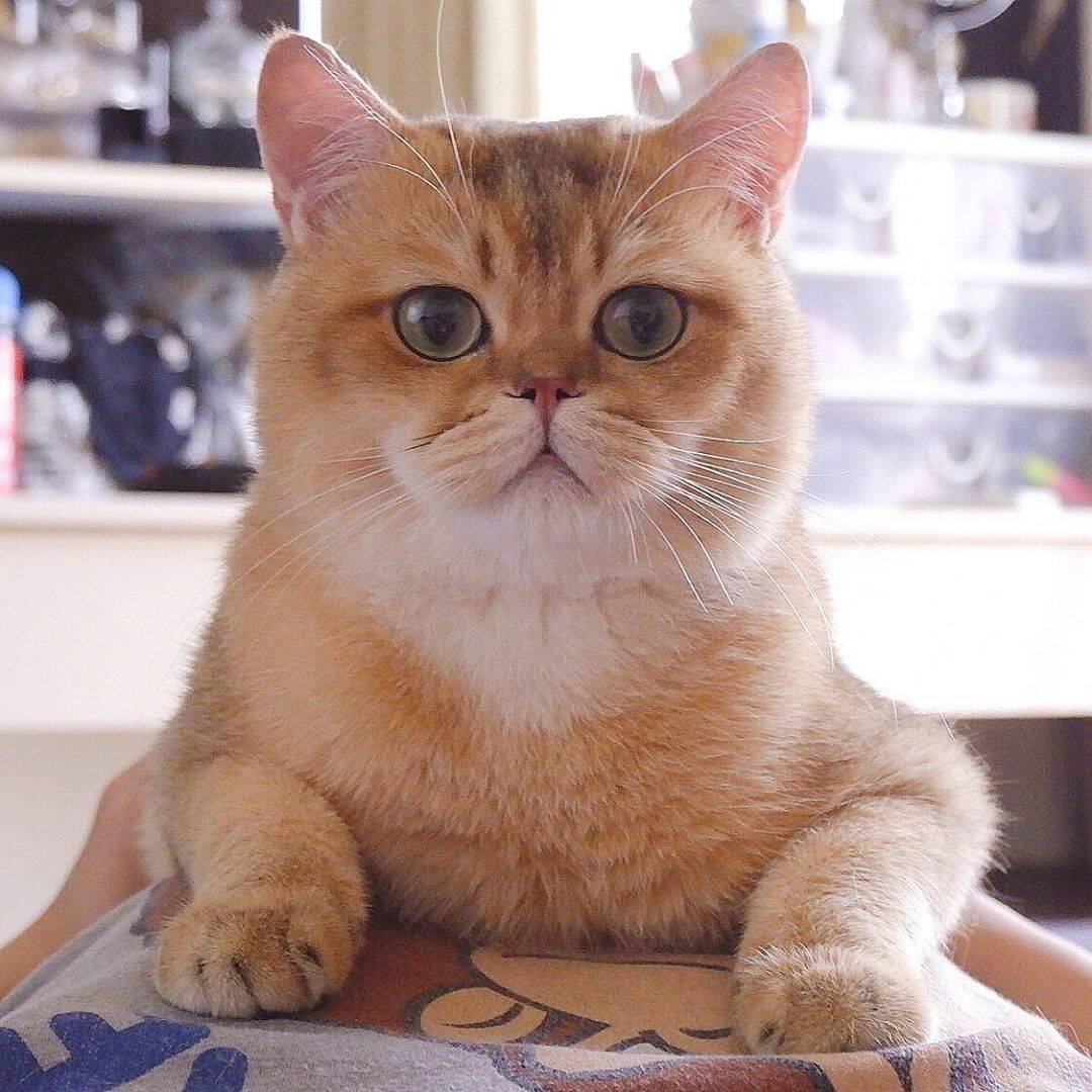 养这种重量级的英短金渐层跟养猪有什么区别!