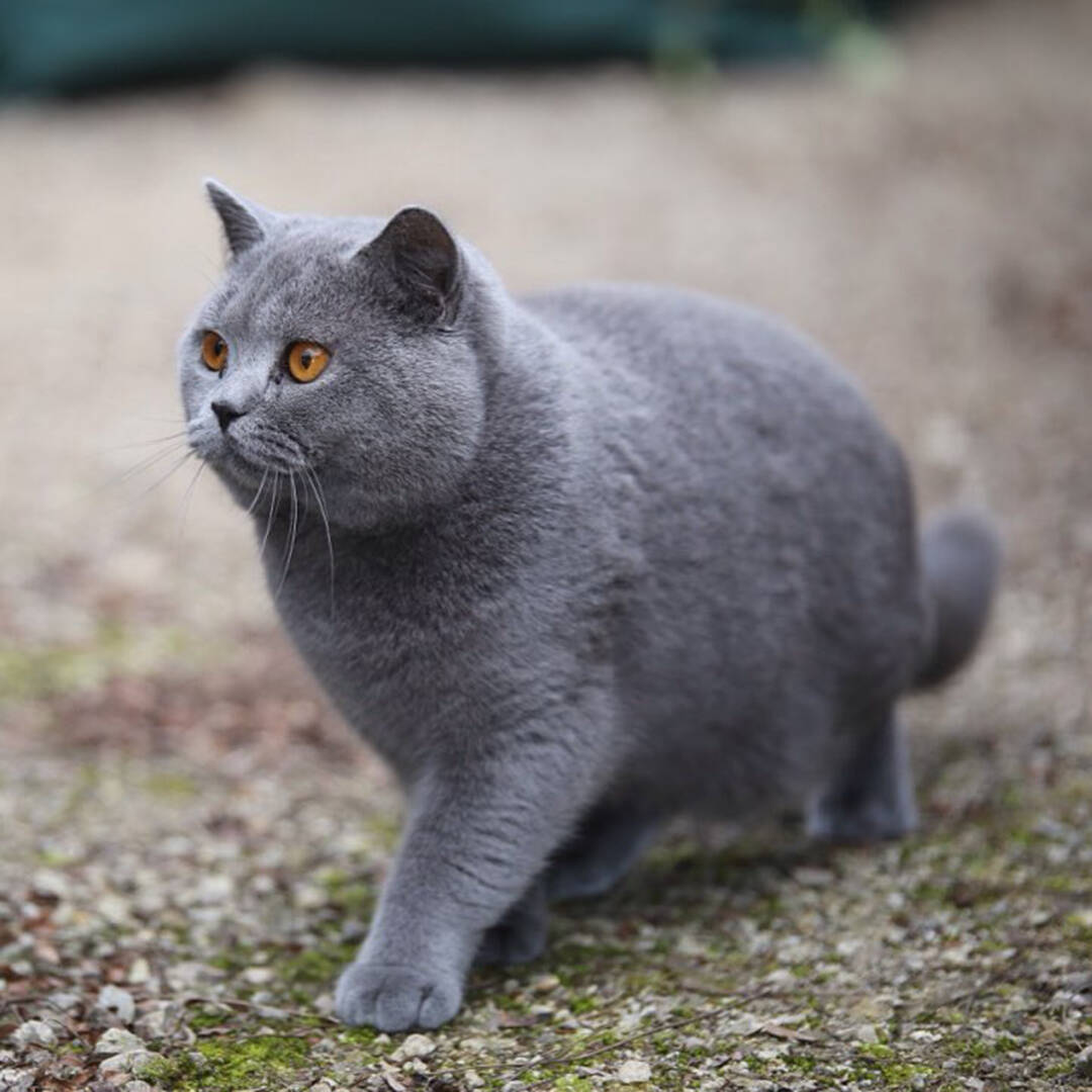 威武雄壮的英短蓝猫,自带猛虎下山的杀气!