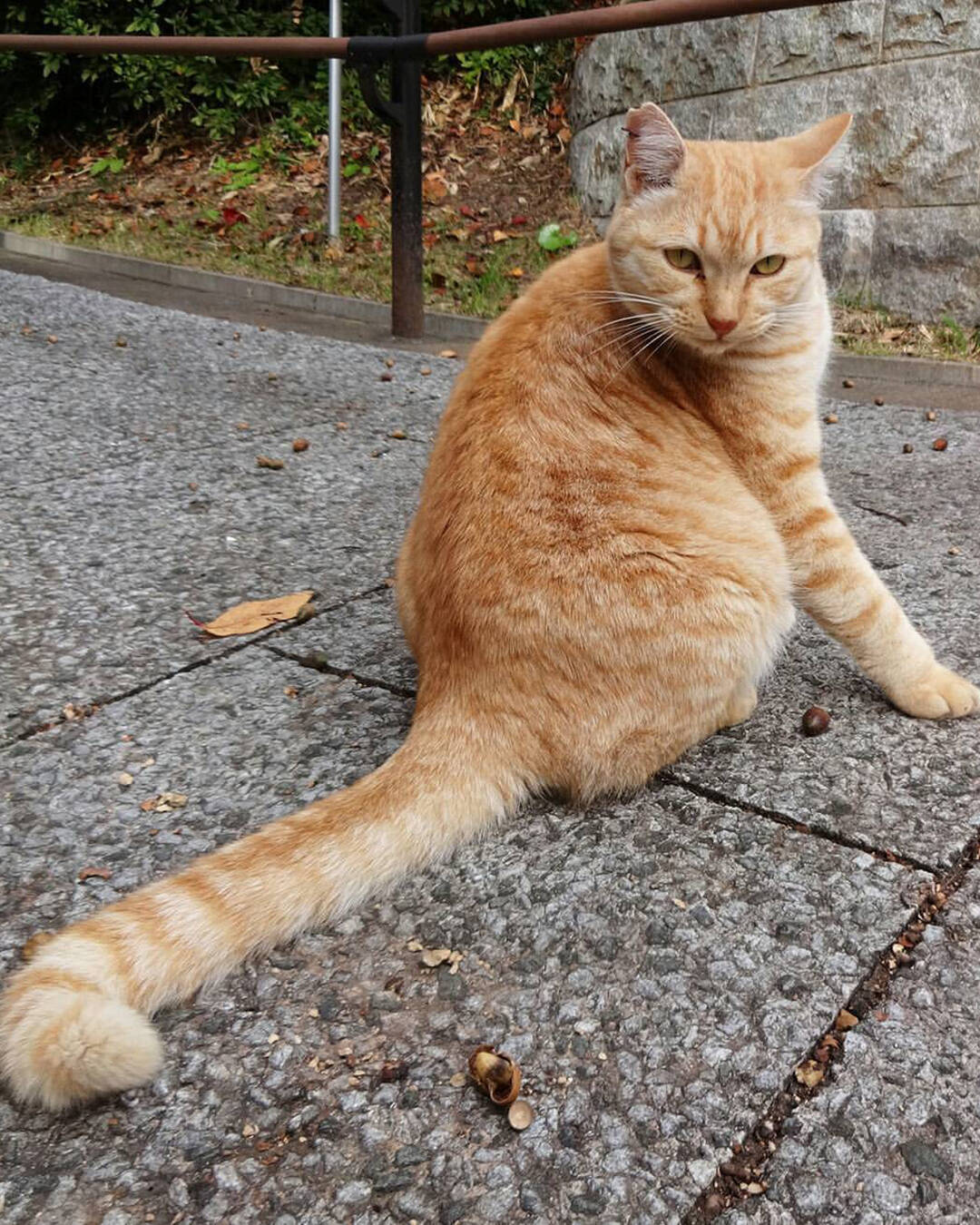 橘猫真是一个神奇的物种,即使成了流浪猫也摆脱不了胖