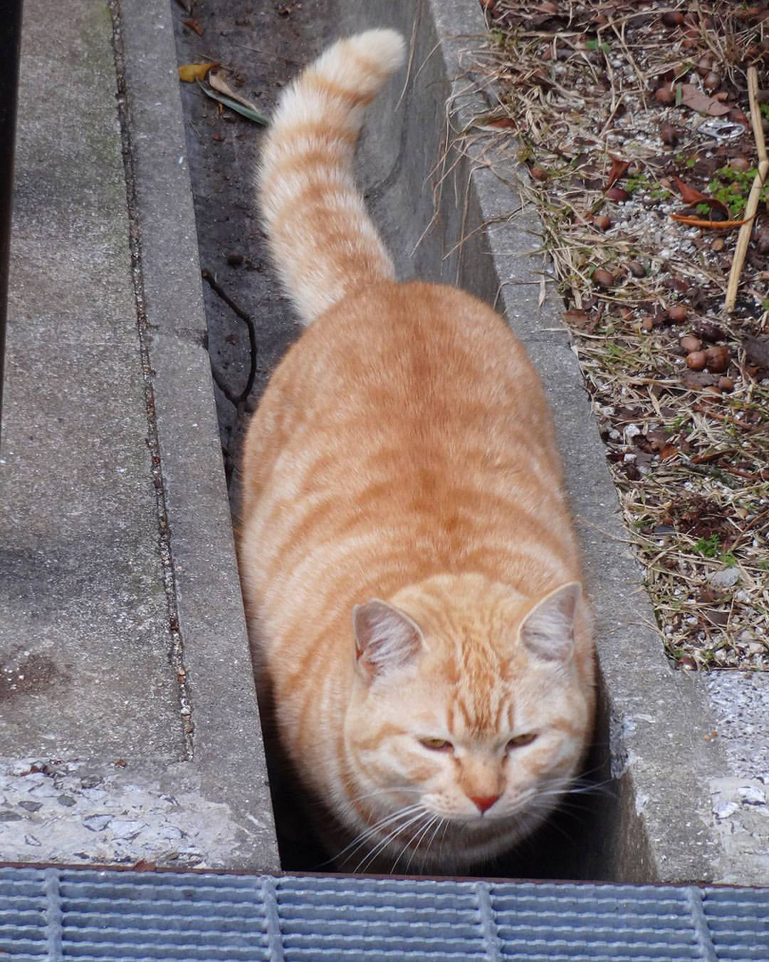 橘猫真是一个神奇的物种即使成了流浪猫也摆脱不了胖的命运