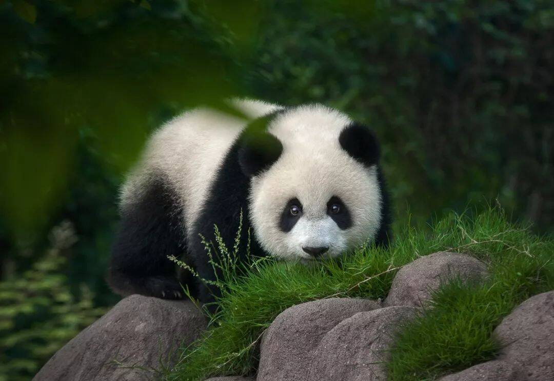 萌死人的熊猫在地上爬来爬去,滚来滚去,胖乎乎毛绒绒的样子非常可爱.