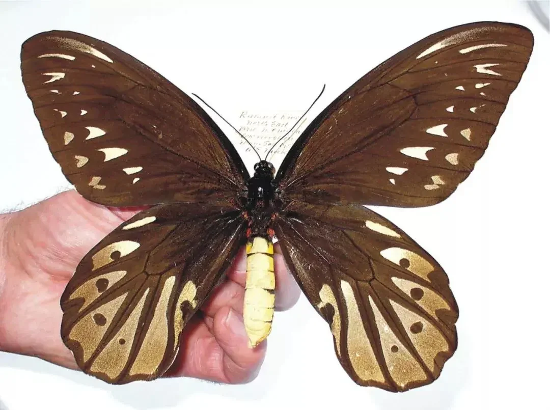 掌上博物馆丨世界上最大的蝴蝶插图4